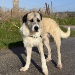 Mischling Peluche, 06/2022, ca. 70 cm