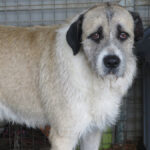 Mischling Peluche, 06/2022, ca. 70 cm