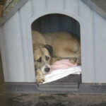 Mischling Peluche, 06/2022, ca. 70 cm