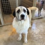 Mischling Peluche, 06/2022, ca. 70 cm