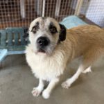 Mischling Peluche, 06/2022, ca. 70 cm