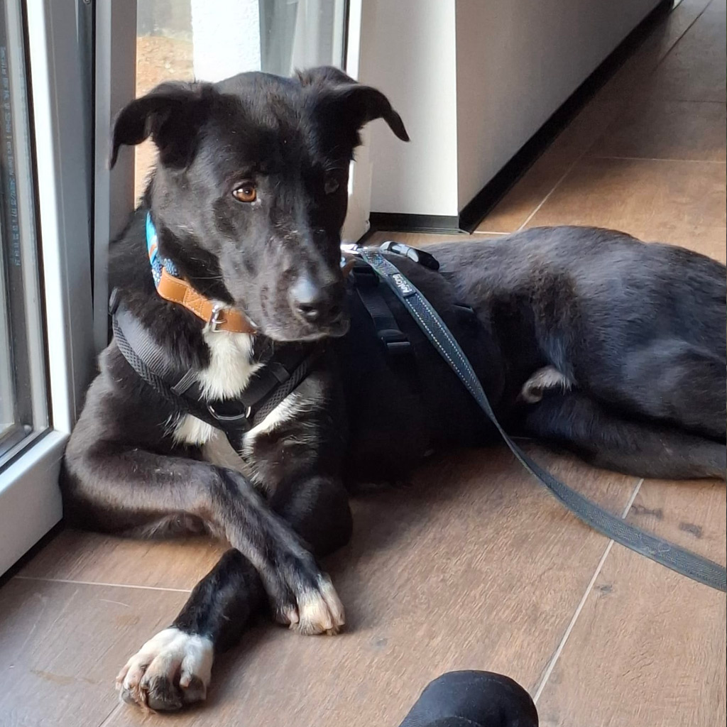 Pensionspatenschaft Asterix - SALVA Hundehilfe e.V.