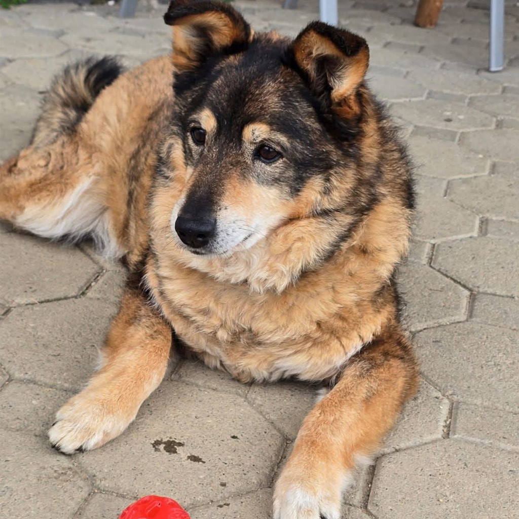 Pensionspatenschaft Mischling Briel, 01/2019, ca. 50 cm