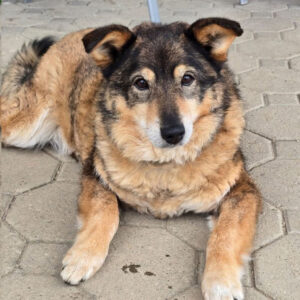 Pensionspatenschaft Mischling Briel, 01/2019, ca. 50 cm