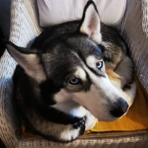 Sibirian Husky Perla, 05/2023, ca. 60 cm, 01594 Hirschstein