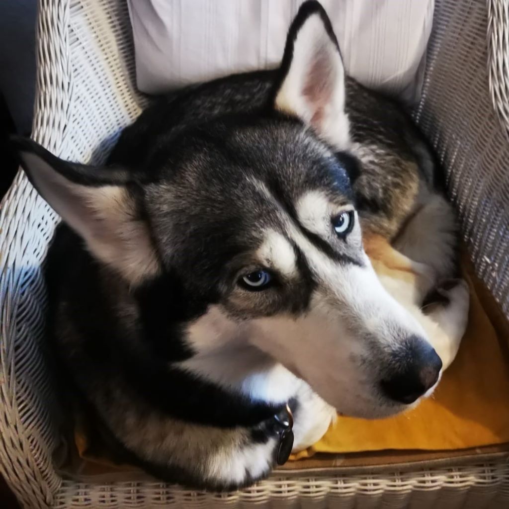 Sibirian Husky Perla, 05/2023, ca. 60 cm, 01594 Hirschstein