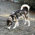 Sibirian Husky Perla, 05/2023, ca. 60 cm, 01594 Hirschstein