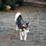 Sibirian Husky Perla, 05/2023, ca. 60 cm, 01594 Hirschstein