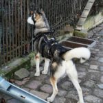 Sibirian Husky Perla, 05/2023, ca. 60 cm, 01594 Hirschstein