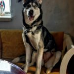 Sibirian Husky Perla, 05/2023, ca. 60 cm, 01594 Hirschstein