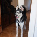 Sibirian Husky Perla, 05/2023, ca. 60 cm, 01594 Hirschstein