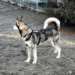 Sibirian Husky Perla, 05/2023, ca. 60 cm, 01594 Hirschstein