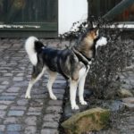 Sibirian Husky Perla, 05/2023, ca. 60 cm, 01594 Hirschstein