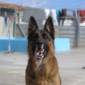 Deutscher Schäferhund Persan, 06/2019, ca. 65 cm