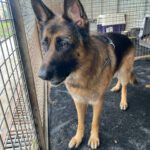 Deutscher Schäferhund Persan, 06/2019, ca. 65 cm