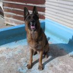 Deutscher Schäferhund Persan, 06/2019, ca. 65 cm