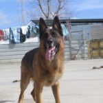 Deutscher Schäferhund Persan, 06/2019, ca. 65 cm