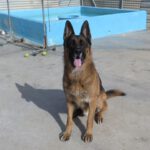 Deutscher Schäferhund Persan, 06/2019, ca. 65 cm