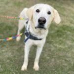 Mastin Pesto, 02/2020, ca. 75 cm