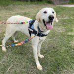 Mastin Pesto, 02/2020, ca. 75 cm