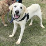 Mastin Pesto, 02/2020, ca. 75 cm