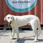 Mastin Pesto, 02/2020, ca. 75 cm