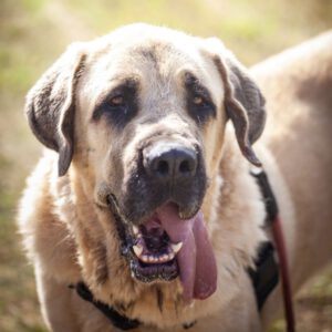 Mastin Pitu, 01/2021, ca. 85 cm