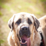 Mastin Pitu, 01/2021, ca. 85 cm