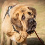 Mastin Pitu, 01/2021, ca. 85 cm