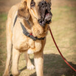 Mastin Pitu, 01/2021, ca. 85 cm