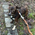 Mischling Pluto, 10/2022,  ca. 30 cm, 10713 Berlin