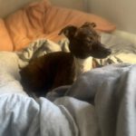 Mischling Pluto, 10/2022,  ca. 30 cm, 10713 Berlin