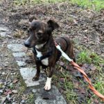 Mischling Pluto, 10/2022,  ca. 30 cm, 10713 Berlin