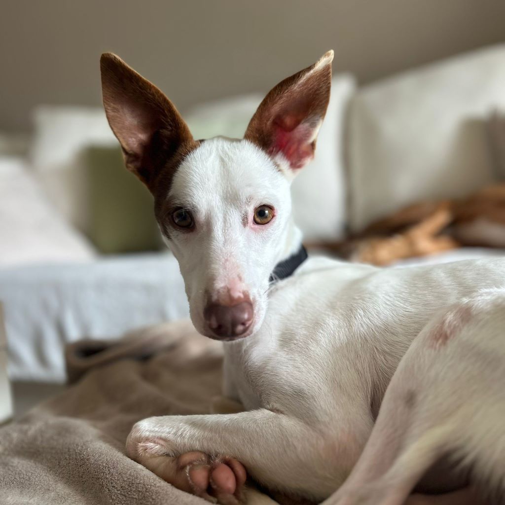 Podenco Prince, 08/2024, ca. 45 cm, 61267 Neu-Anspach