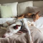 Podenco  Prince, 08/2024, ca. 45 cm, 61267 Neu-Anspach