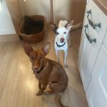 Podenco  Prince, 08/2024, ca. 45 cm, 61267 Neu-Anspach