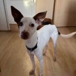 Podenco  Prince, 08/2024, ca. 45 cm, 61267 Neu-Anspach