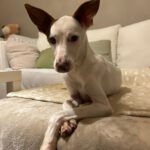 Podenco  Prince, 08/2024, ca. 45 cm, 61267 Neu-Anspach