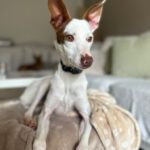 Podenco  Prince, 08/2024, ca. 45 cm, 61267 Neu-Anspach