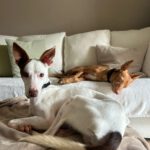 Podenco  Prince, 08/2024, ca. 45 cm, 61267 Neu-Anspach