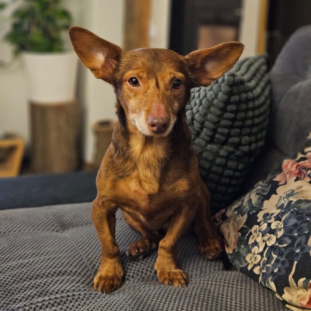 Podenco Maneto Pulgarcito,05/2018, ca. 35 cm, 15306 Fichtenhöhe