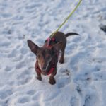 Podenco Maneto Pulgarcito,05/2018, ca. 35 cm, 15306 Fichtenhöhe