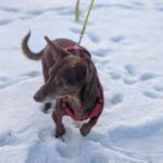 Podenco Maneto Pulgarcito,05/2018, ca. 35 cm, 15306 Fichtenhöhe