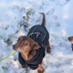 Podenco Maneto Pulgarcito,05/2018, ca. 35 cm, 15306 Fichtenhöhe