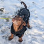 Podenco Maneto Pulgarcito,05/2018, ca. 35 cm, 15306 Fichtenhöhe