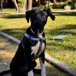 Mischling Punky, 06/2025, Endgröße ca. 65 cm