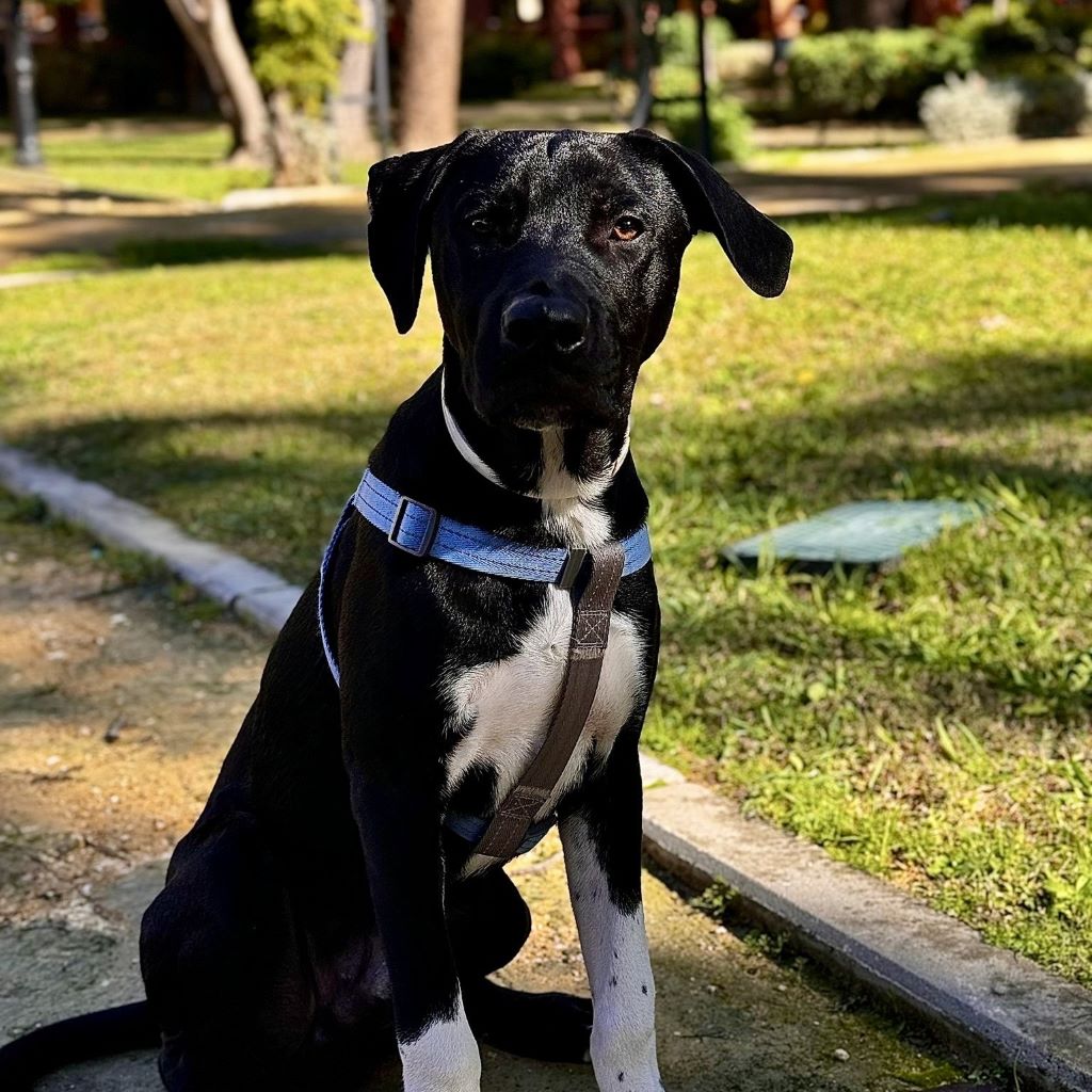 Mischling Punky, 06/2025, Endgröße ca. 65 cm