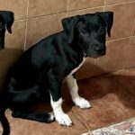 Mischling Punky, 06/2025, Endgröße ca. 65 cm