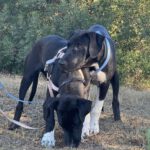 Mischling Punky, 06/2025, Endgröße ca. 65 cm