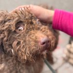 Wasserhund Pura, 06/2023, ca 45 cm